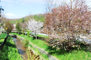 毎年恒例の花見ツアーに行ってきました