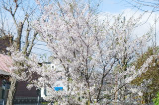 毎年恒例の花見ツアーに行ってきました