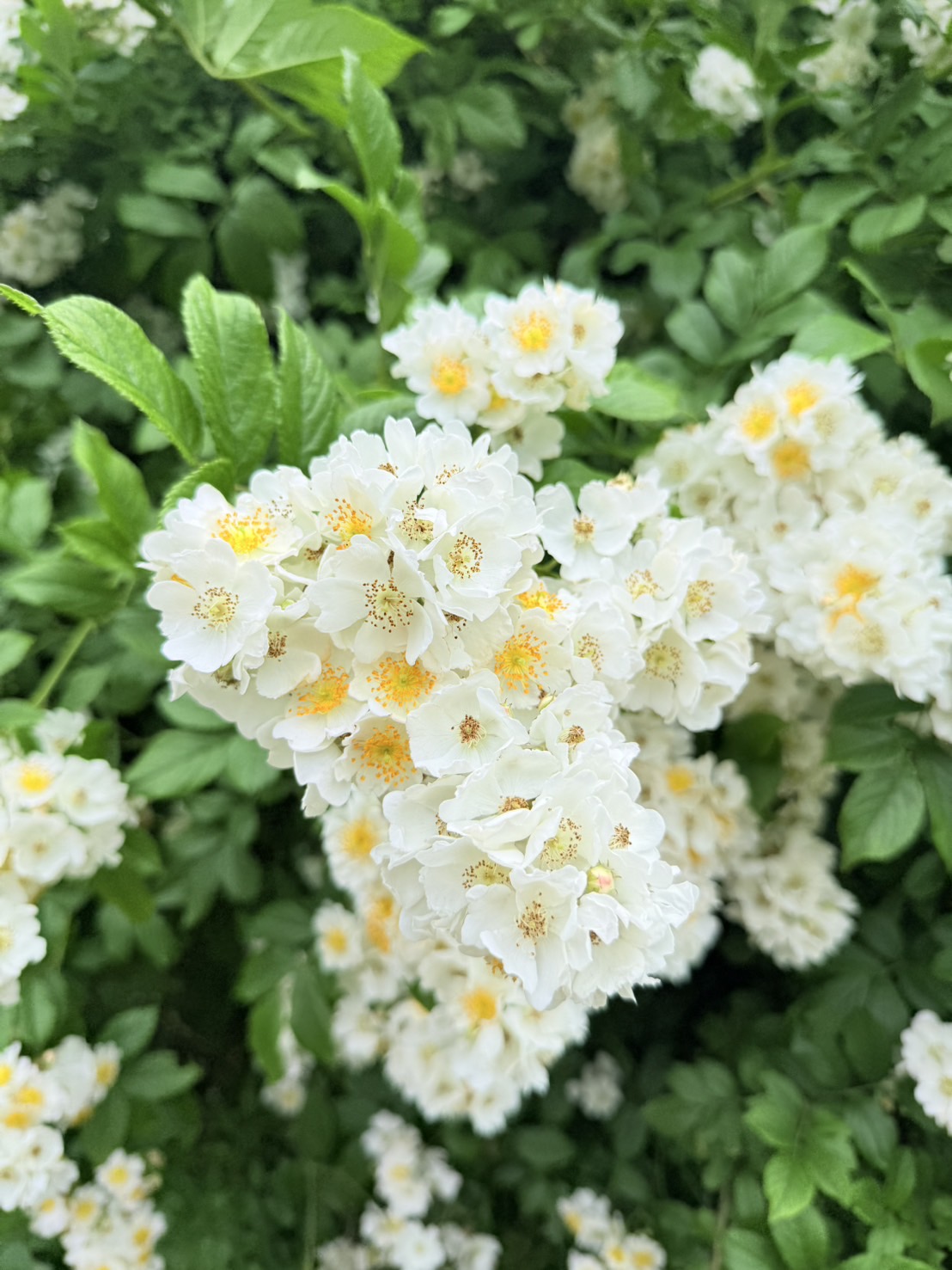S__41041937_0.jpg