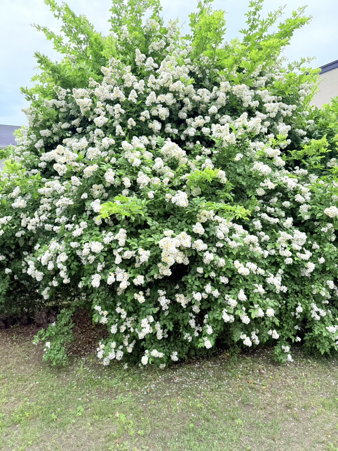 S__41041940_0.jpg