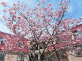 八重桜・お花見会